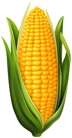 corn